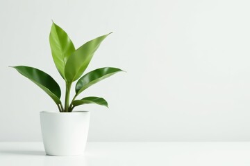 Single potted plant, sleek design, pure white setting, plantlife, pot, tropical
