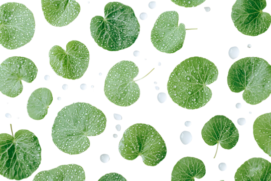 Botanical beauty: Wasabi leaves and water droplets on a sleek black background