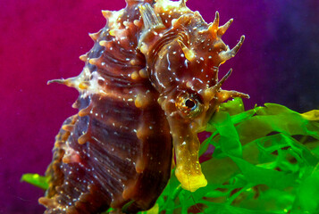 Side view of a male, Long-snouted seahorse Hippocampus hippocampus hiding among green algae near...