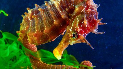 Side view of a male, Long-snouted seahorse Hippocampus hippocampus hiding among green algae near...