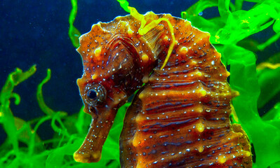 Side view of female, Long-snouted seahorse Hippocampus hippocampus hiding among green algae near...