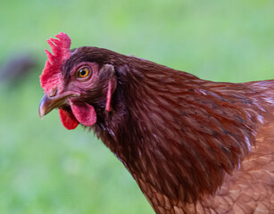 portrait of a rooster