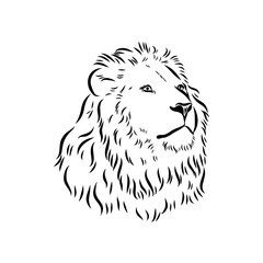 lion, vector sketch