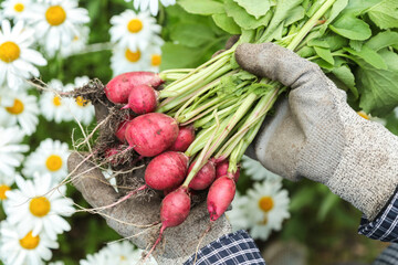 Radish bunch close up. Farmer gardener hands in gloves harvesting organic fresh dirty radish harvest in garden with flowers