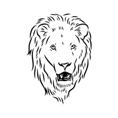 lion, vector sketch