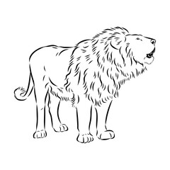 lion, vector sketch