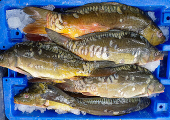 A box with freshly caught fish in ice