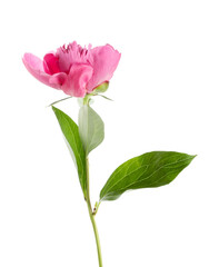Obraz premium Beautiful pink peony flower on white background