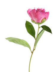Beautiful pink peony flower on white background