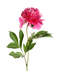 Beautiful pink peony flower on white background