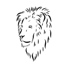lion, vector sketch