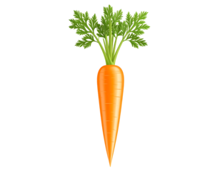 Single carrot with green top leaves