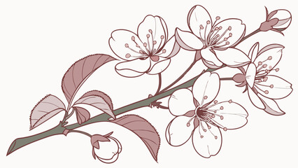 Cherry blossom branch drawing illustration with pink flowers and buds spring nature floral design element