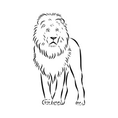 lion, vector sketch