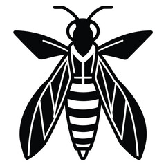 yellow jacket  Illustrator 