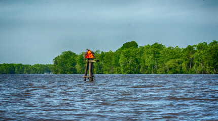Red buoy on the swamp river