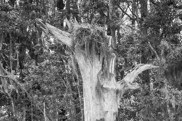 dead tree in the forest