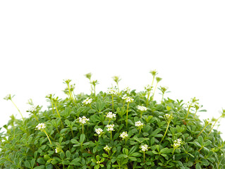 Vibrant Green Bush with Delicate White Flowers Nature's Exquisite Detail