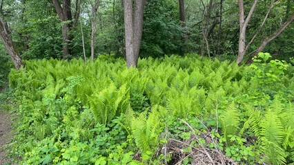 Lush green fern lawn in a dense forest, with tall trees and vibrant foliage. A serene natural landscape capturing the freshness and beauty of wild woodland scenery.