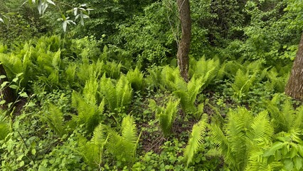 Lush green fern lawn in a dense forest, with tall trees and vibrant foliage. A serene natural...