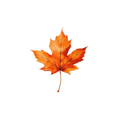Single orange maple leaf isolated on transparent background