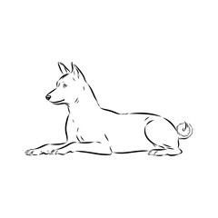 Basenji the dog, vector sketch
