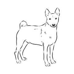Basenji the dog, vector sketch