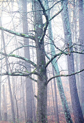 Obraz premium Trees in the autumn fog. Tree trunk affected by mold.