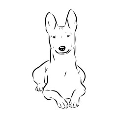 Basenji the dog, vector sketch