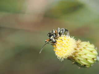 Oedemeridae