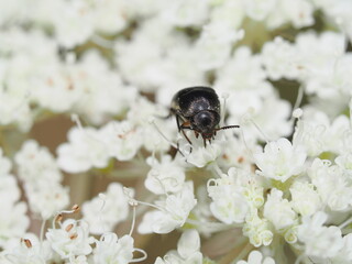 Ripiphoridae