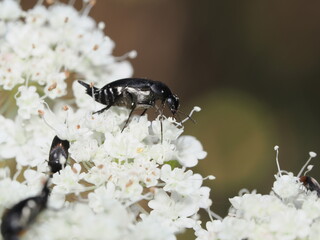 Ripiphoridae