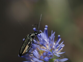 Oedemera nobilis