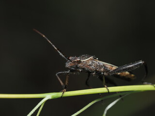 Acanthocephala terminalis