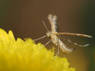 Gillmeria pallidactyla