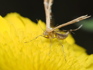 Gillmeria pallidactyla