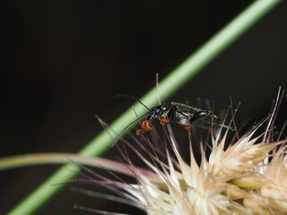 Cantharis obscura
