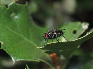 Calliphora vicina