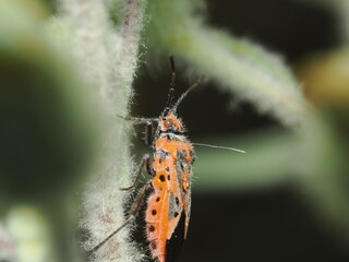 Corizus hyoscyami
