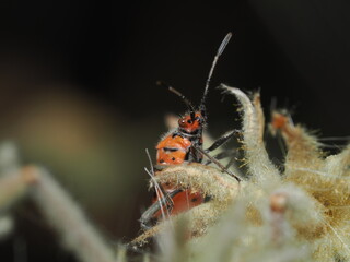 Corizus hyoscyami