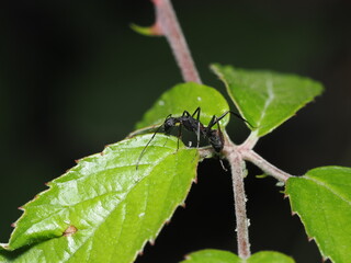 Camponotus compressus
