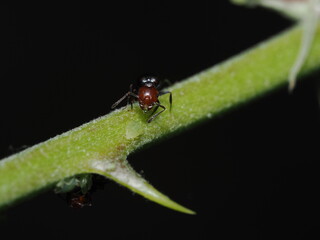 Crematogaster scutellaris