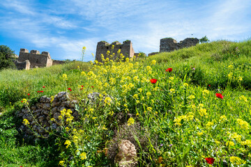 Wildflowers blooming below Akrokorinthos ruins