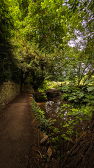 Fototapeta premium path in the forest