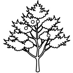 Black Outline Vector Juniper Tree with Berries Needle Leaves