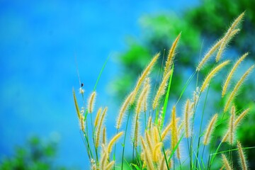 green grass and blue sky