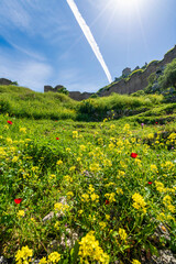 Wildflowers blooming below Akrokorinthos ruins