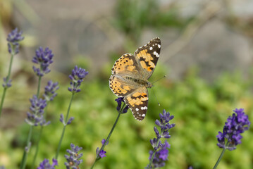 Painted Lady (Vanessa cardui) butterfly perched on lavender in Zurich, Switzerland
