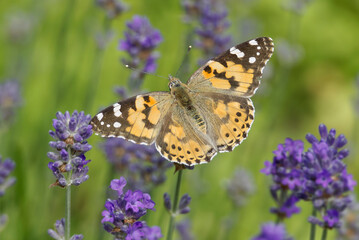 Painted Lady (Vanessa cardui) butterfly perched on lavender in Zurich, Switzerland
