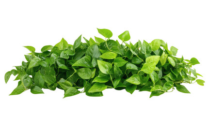 Fototapeta premium Fresh green ivy isolated on white background 